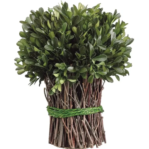 APS230-GR 10.2"PRESERVED BOXWOOD BUNDLE - cozylivehome.com | we sell a wide range of comfortable household items* Giftware