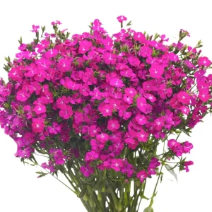 18 Inch Purple Dianthus Spray w/Eva Foliage - cozylivehome.com | we sell a wide range of comfortable household items* Giftware
