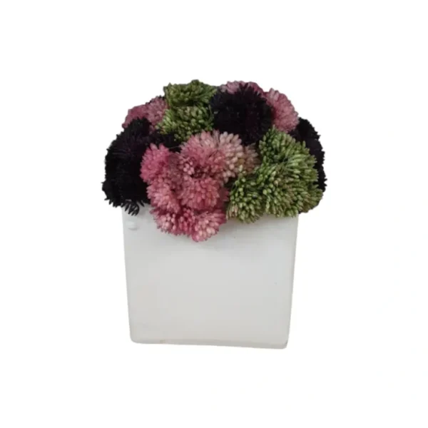 Pink Purple Green in Small Square Pot - cozylivehome.com | we sell a wide range of comfortable household items* Giftware